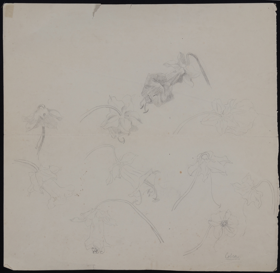 Anna de Weert — Dessin original, crayon sur papier, non signé