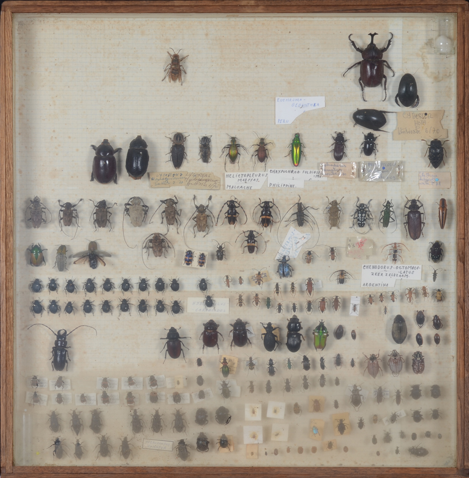 Vintage entomology beetles and insects box — Collection de coléoptères et insectes dans un cadre en chêne