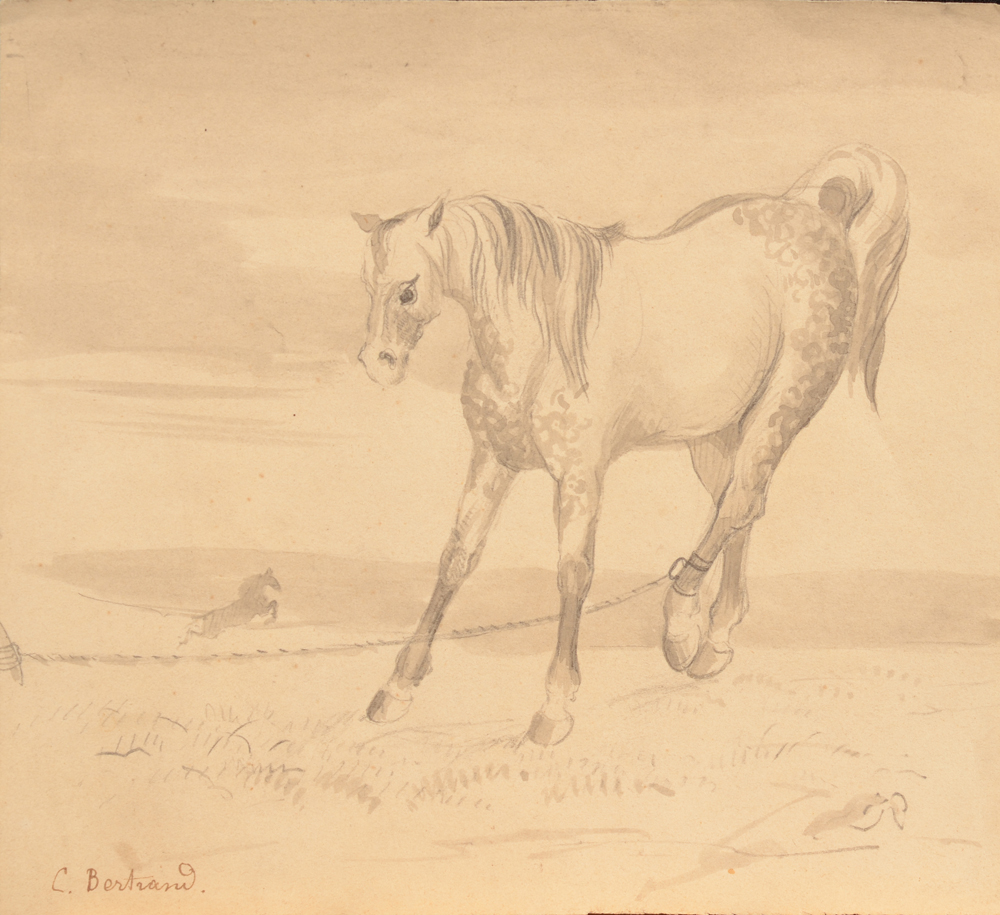 Charlotte Bertrand — Etalon arabe, attaché dans le désert, lavis et crayon sur papier, signé en bas à gauche