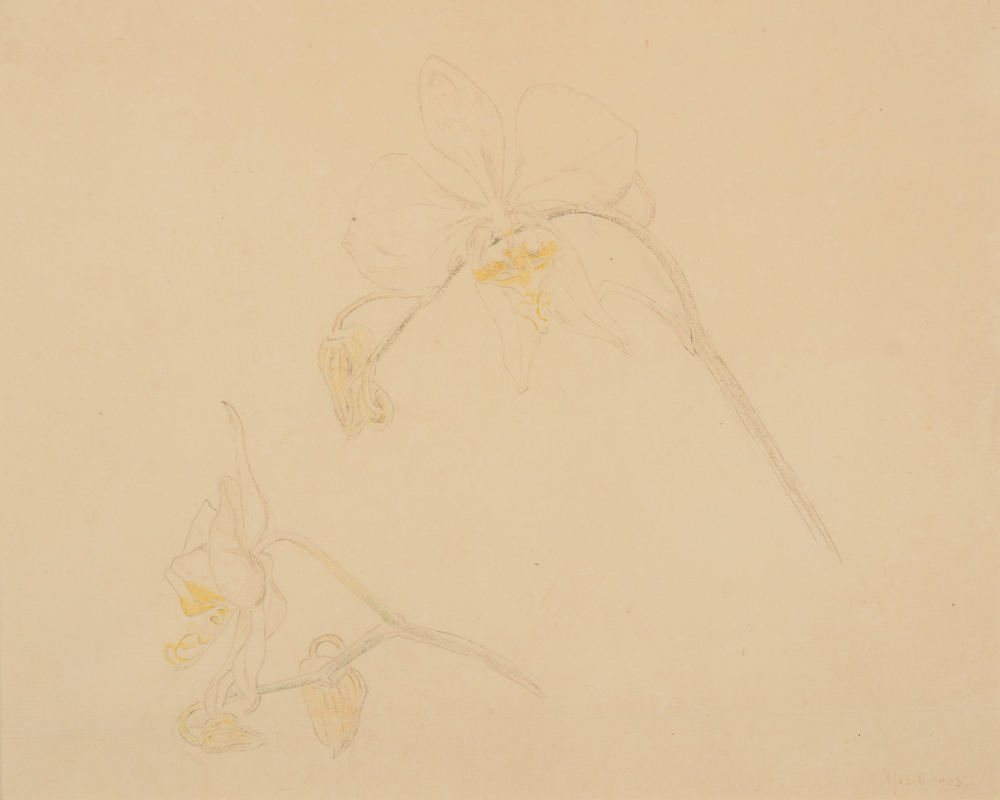 Anna de Weert — Dessin en crayon et crayon de couleur, Orchidées, daté 1903