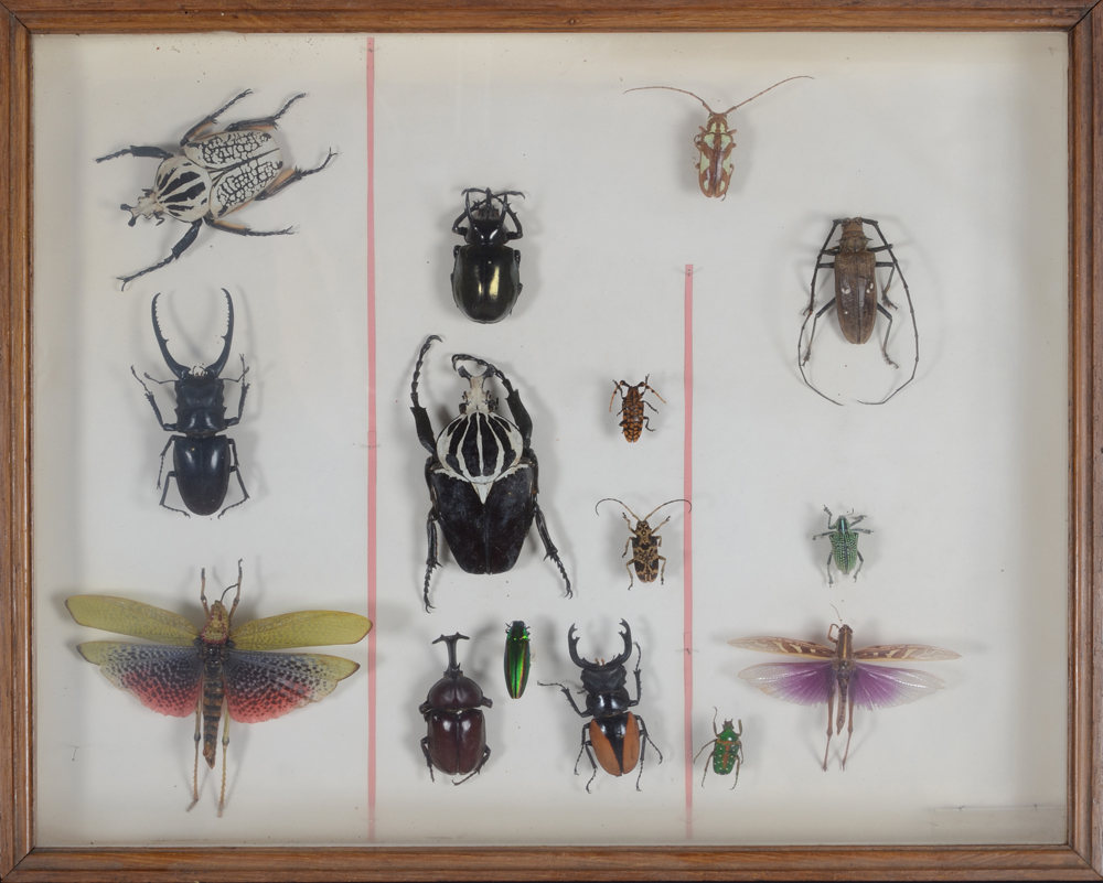 Vintage entomology beetles and insects box — Boîte avec de larges insectes venant de l'Inde et de l'Australie