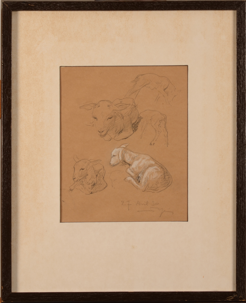 Armand Heins — Une étude d'un agneau, crayon et aquarelle sur papier