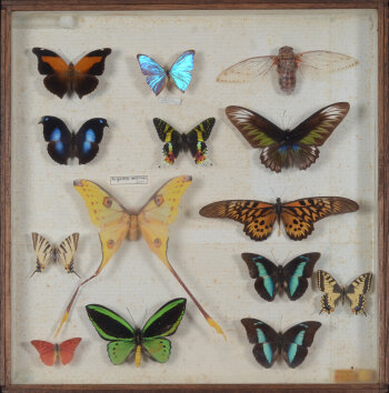 vintage entomology butterfly box