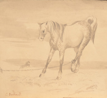 Charlotte Bertrand Arabian stallion