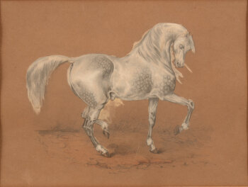 E. de Bricy (?) the white horse two drawings