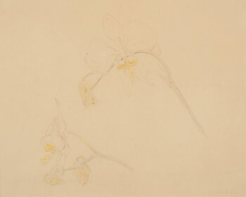 Anna de Weert drawing of Orchids 1903