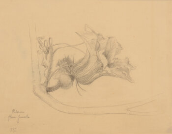 Anna de Weert Potiron - fleur femelle drawing 1917