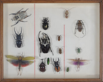 Vintage entomology beetles and insects box